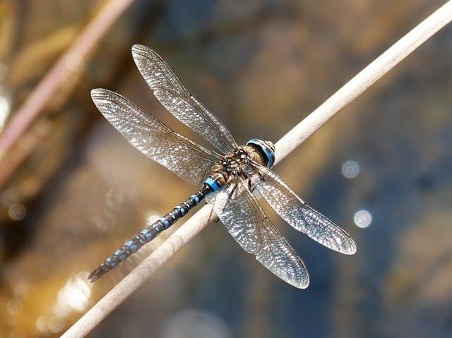 dragonfly for anxiety