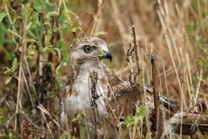 toxic people at work represented by hawk