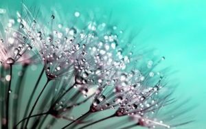 dandelion seed close up