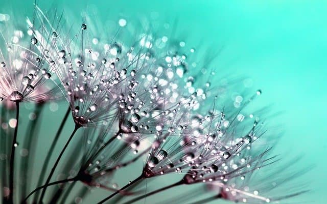 Dandelion seed close up 