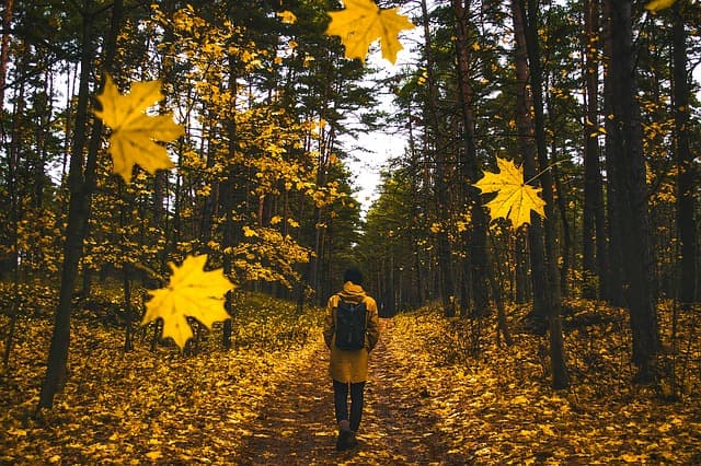 leaves falling in autumn