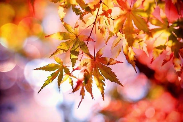 Maple Leaves