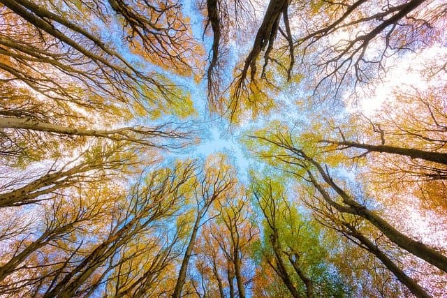 tree canopy