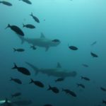 Spotting Hammerhead Sharks in the Galapagos