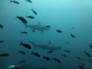 Spotting Hammerhead Sharks in the Galapagos